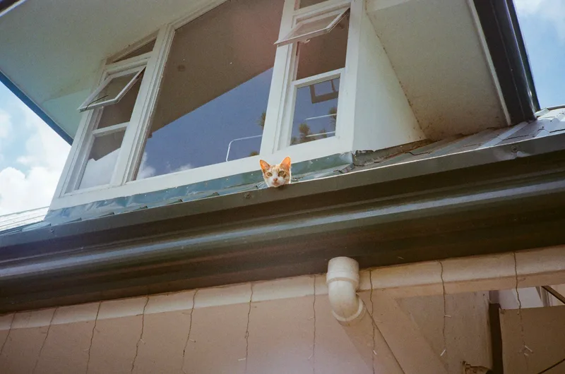 roof cat shot on Kodak ColorPlus 200 with a Canon AF35M, developed at Sunny16 Lab, by lianne