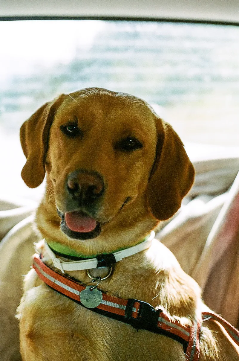 Who's a good girl? shot on Kodak Portra 400 with a Minolta X-570, developed at The DarkRoom, by Victor