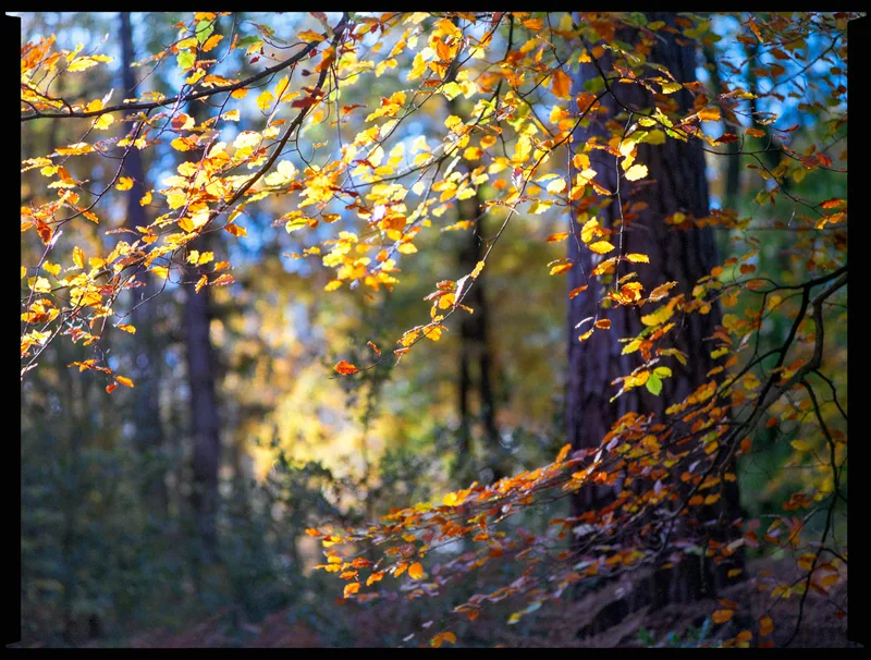 Golden Foliage shot on Fujifilm Pro 400H with a Zenza Bronica ETRS, developed at Home / Self-Developed, by Stuart Leeds