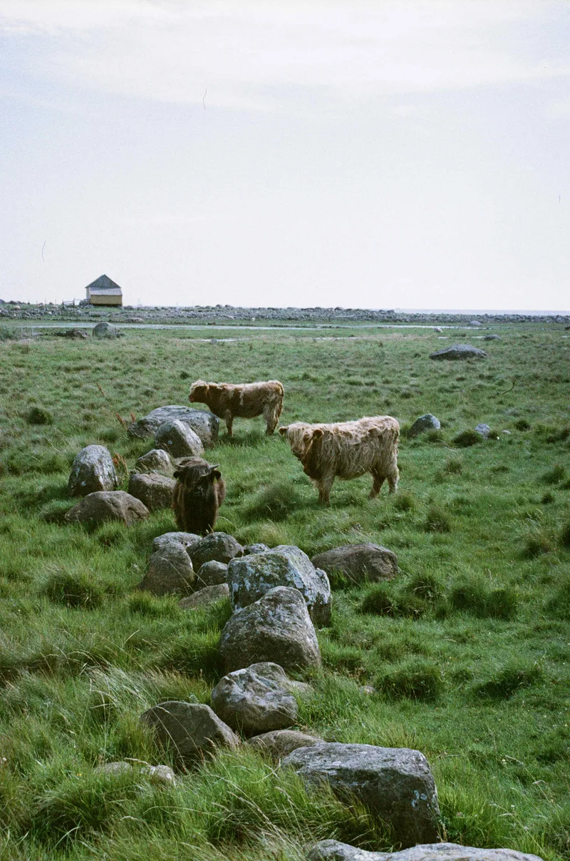Highland Cows shot on Lomography LomoChrome Color '92 with a Nikon F3, developed at Khrome, by Lena Rodin Braslavskaya