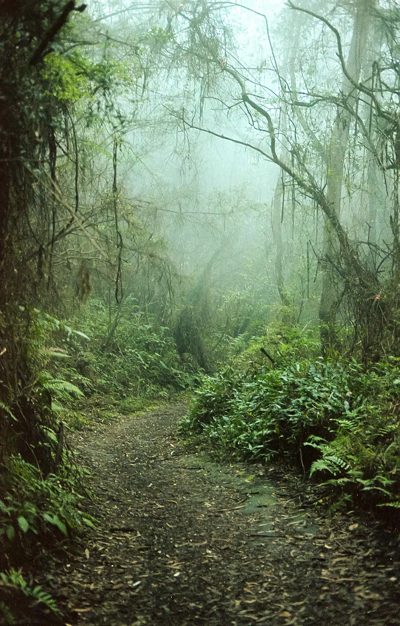 Film photo shot on Fujifilm Pro 400H with a Nikon FM3A, by Daniel Alvarado