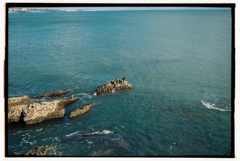A bird in cascais shot on Fujifilm FujiColor C200 with a Voigtländer Vitoret DR, by gesa martha