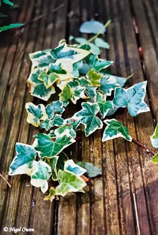 Ivy shot on Kodak ColorPlus 200 with a Zenit 11, developed at Max Speilmann, by Nigel Owen