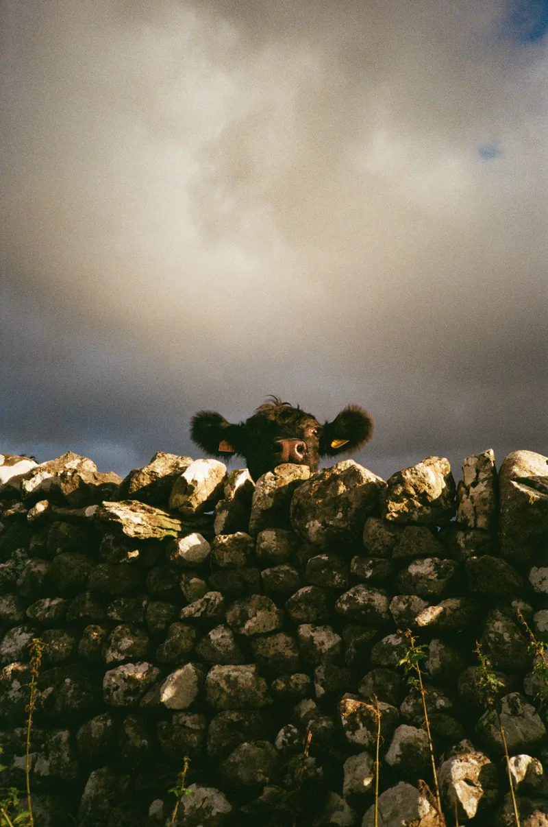 Peek-a-moo shot on Kodak Gold 200 with a Nikon L35AF, developed at Take It Easy, by Guesty