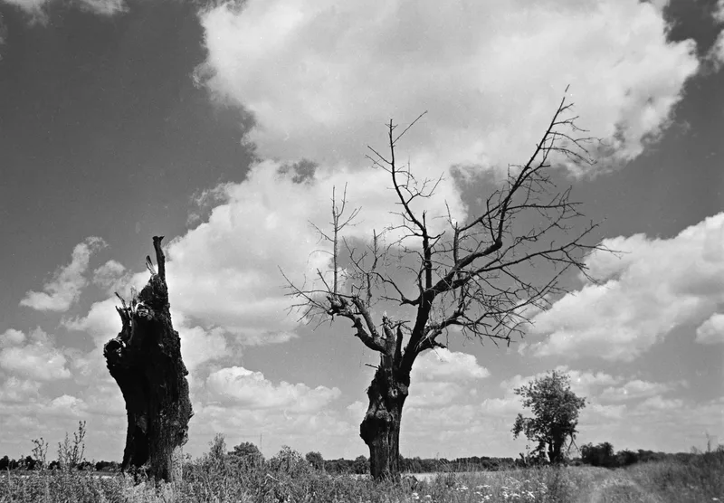 Film photo shot on Rollei RPX 25 with a Nikon F2, developed at Home / Self-Developed, by rafaln70