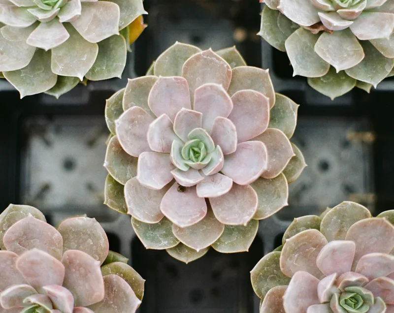 Succulents shot on Kodak Gold 200 with a Minolta XG-7, developed at Photosmith, by Jonny