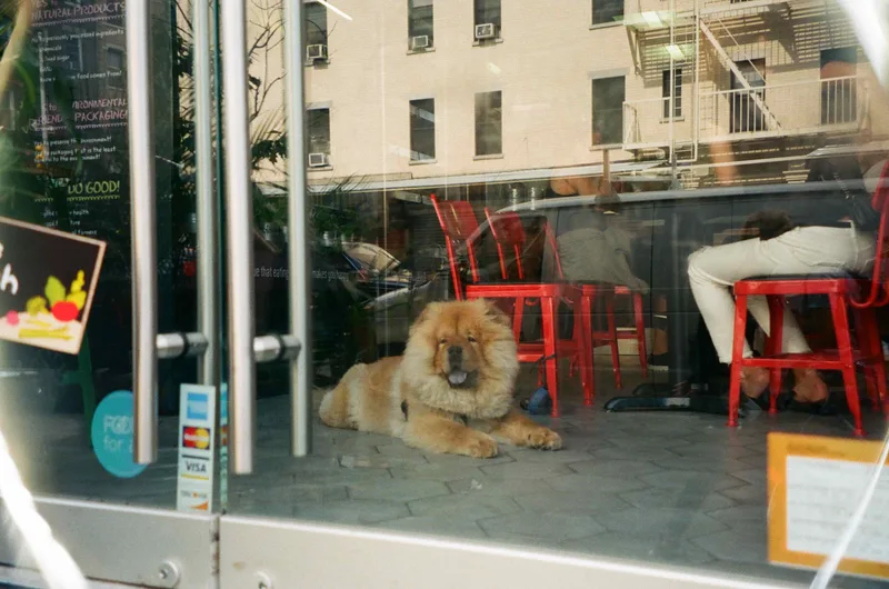 Chow Chow shot on Kodak Portra 400 with a Olympus Stylus 120, by Sheena She