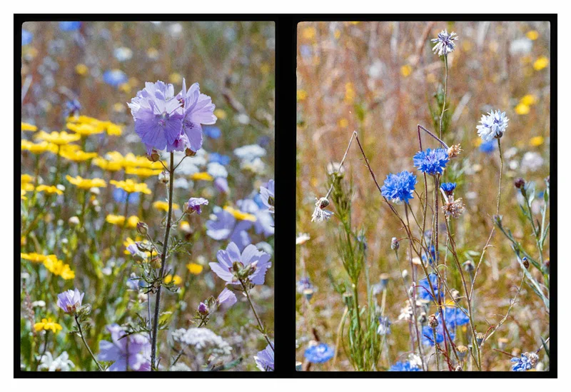Wildflowers in Half Frame shot on Kodak UltraMax 400 with a Olympus Pen FT, developed at Home / Self-Developed, by Stuart Leeds