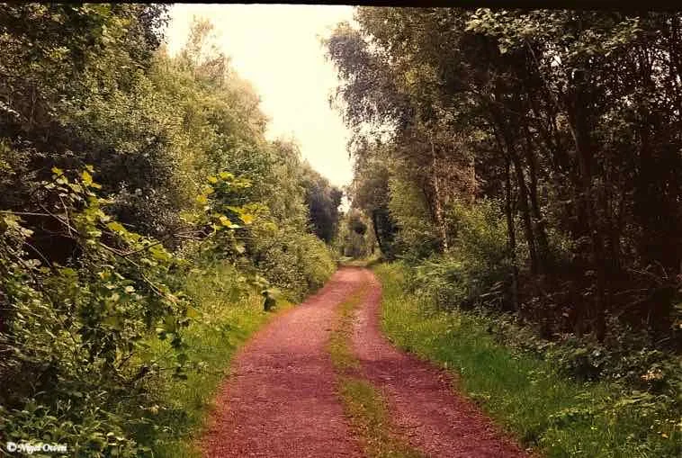 Rugged Lane shot on Kodak ColorPlus 200 with a FED 3, developed at Max Speilmann, by Nigel Owen
