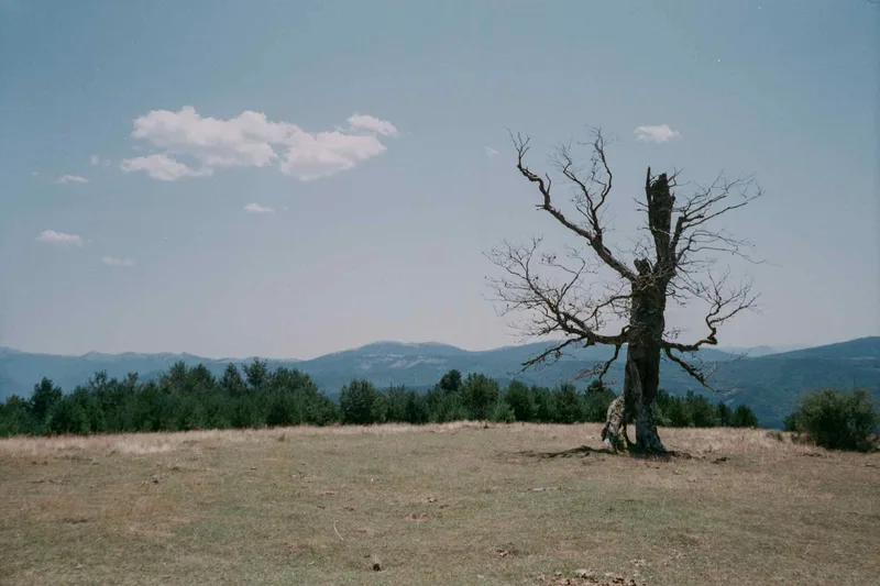 L’arbre de Vie shot on FNAC FNAC 100 with a Leica M6, developed at L'Atelier Argentique, by Analogue Resistance