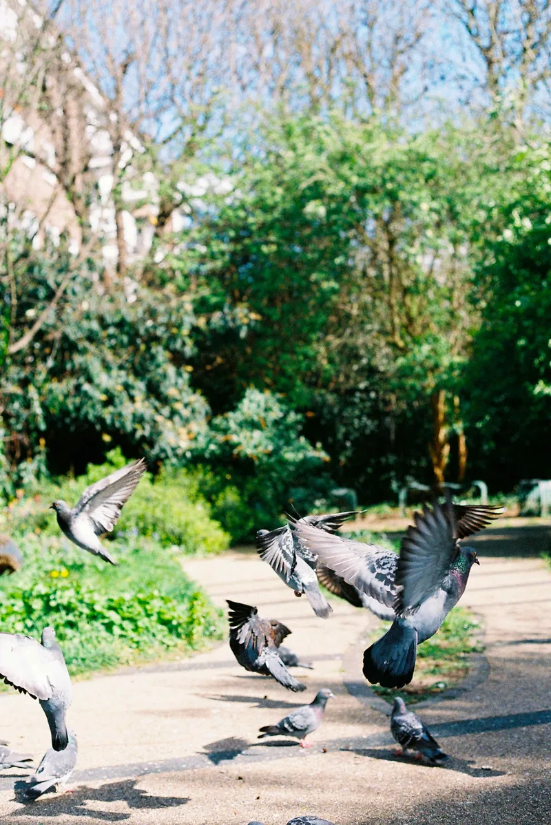 Pigeons in flight shot on Kodak UltraMax 400 with a Canon AE-1 Program, developed at Aperture Film Lab, by isoniceo