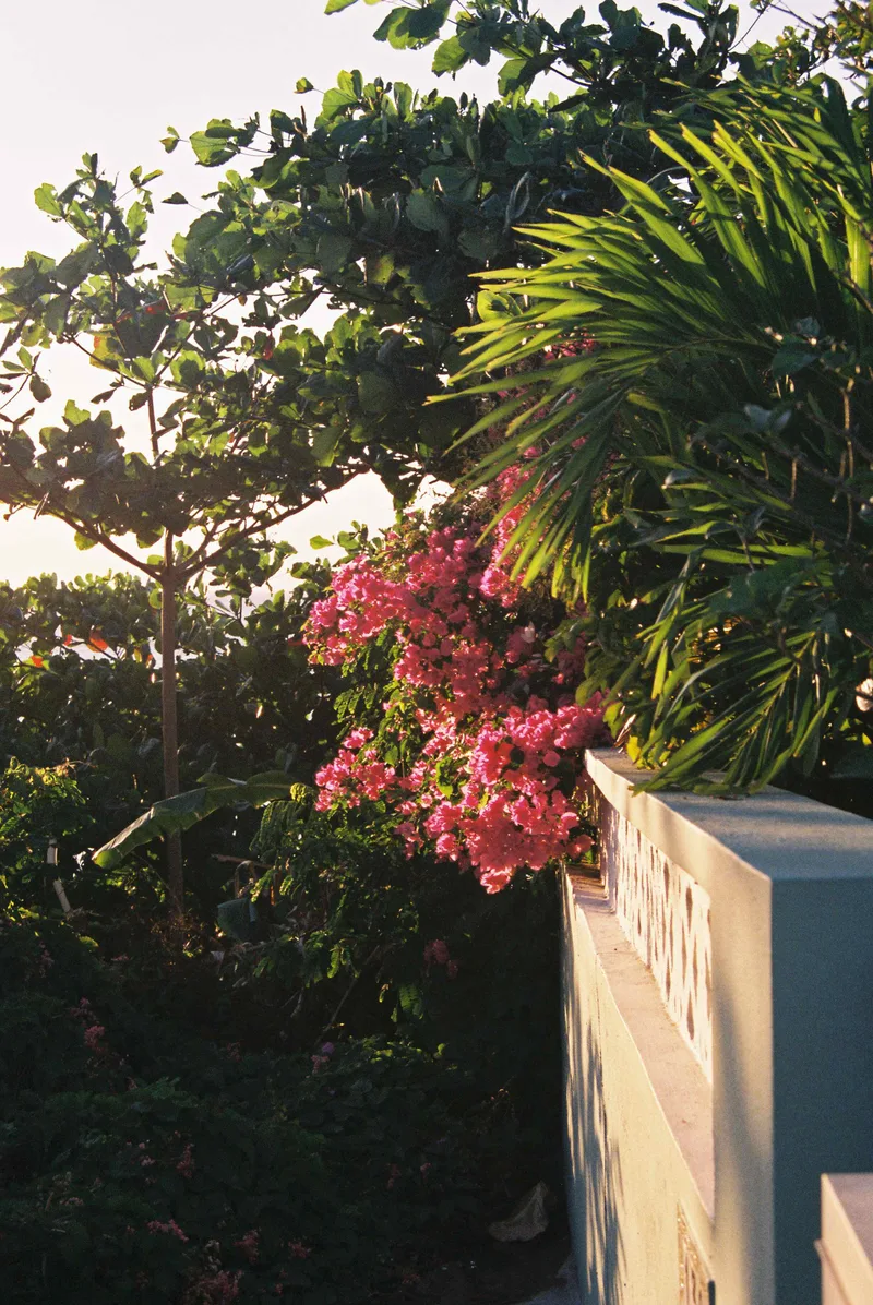 Vieques, PR Flora shot on Fujifilm Superia X-TRA 400 with a Ricoh KR-5 Super, developed at Reformed Film Lab , by Jasper