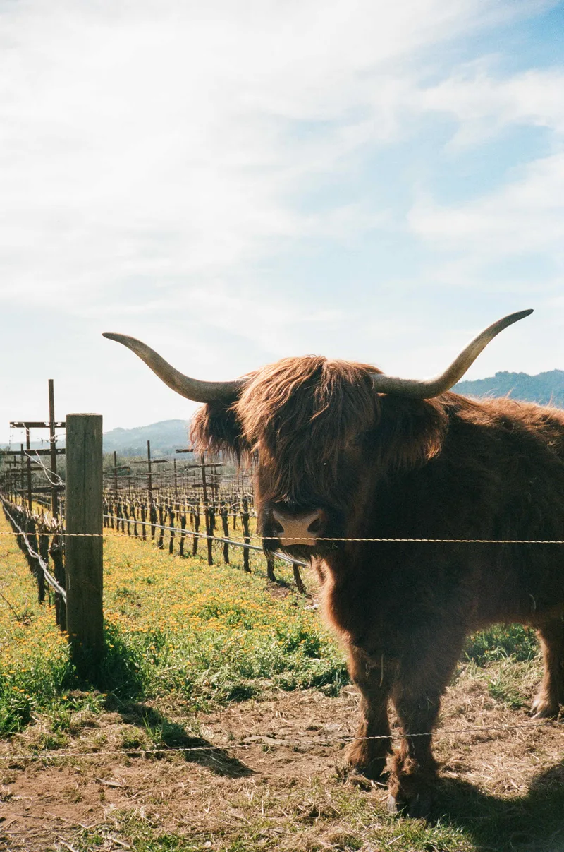 Film photo shot on Kodak Portra 400 with a Minolta Hi-Matic AF, developed at Indie Film Lab, by Kati