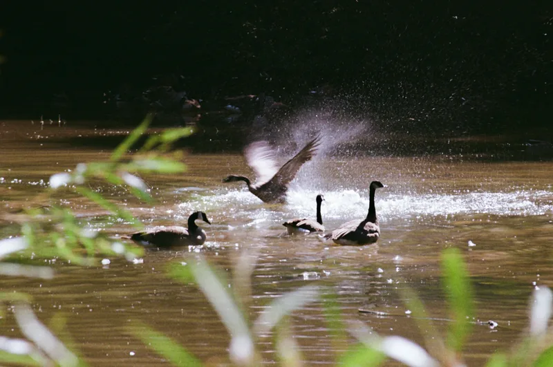 Canada Geese shot on Kodak Gold 200 with a Konica Autoreflex T, developed at Carman’s Foto Source, by Koda