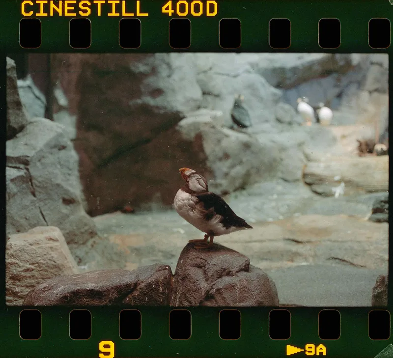 Puffin shot on Cinestill 400D with a Canon AE-1, developed at Coastal Film Lab, by Ethan