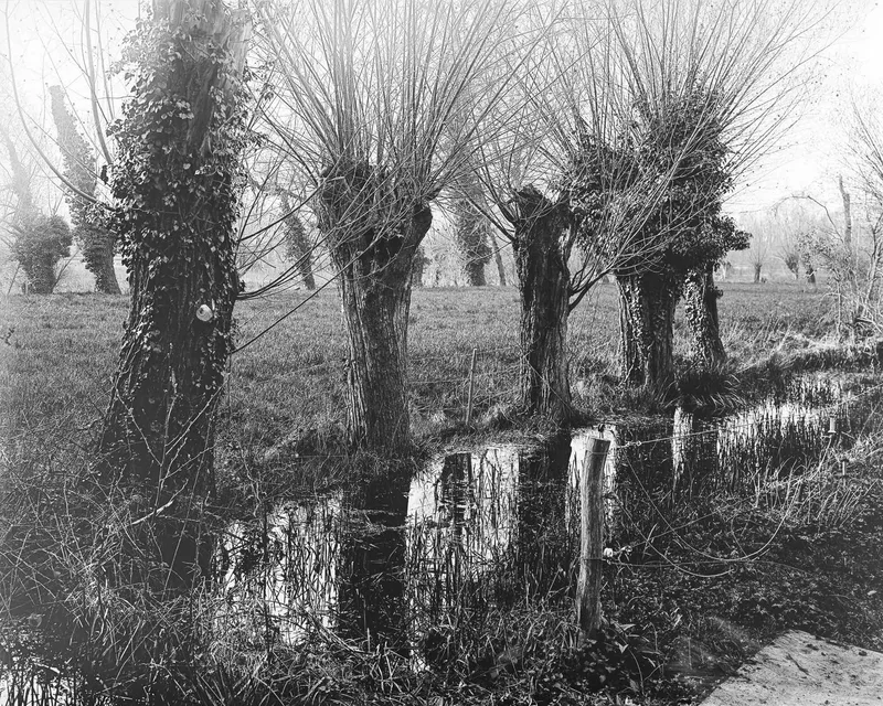 Trees shot on Zebra Dry-plate with a Chamonix 45F-2, developed at Home / Self-Developed, by Patrick Marquetecken