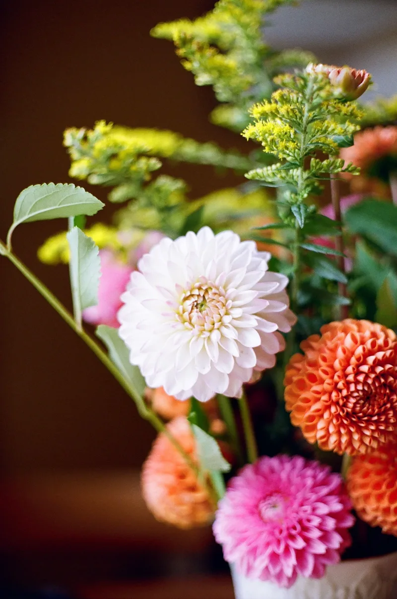 Dahlias shot on Kodak Gold 200 with a Minolta XG-7, developed at Photosmith, by Jonny