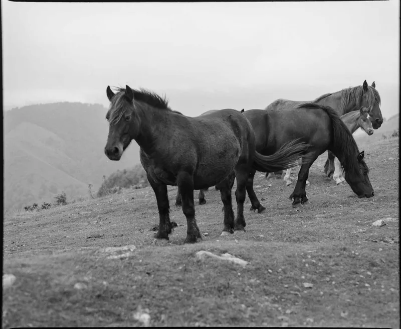 Chevaux sauvages shot on Fujifilm Neopan Acros with a Mamiya RB67 Pro S, developed at L'Atelier Argentique, by Analogue Resistance