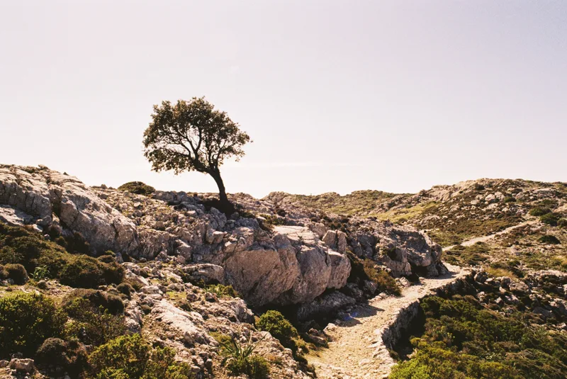 Serra de Trumuntana shot on Kodak Gold 200 with a Minolta XD-11, developed at Film Labák, by Adrian