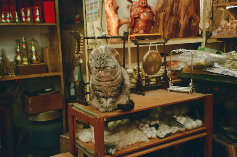 Antique Store Cat shot on Kodak UltraMax 400 with a Olympus Superzoom 105G, developed at Skanim.RF, by Andrej Flatik