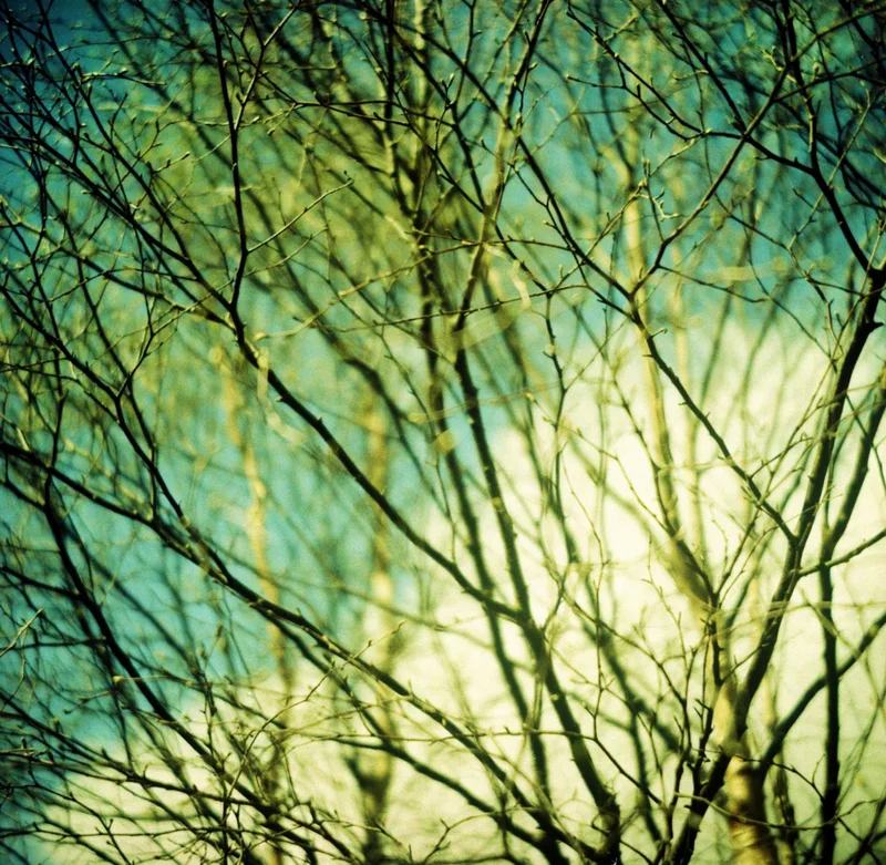 Light shot on Fujifilm Velvia 50 with a Kiev 88, developed at Filmprocessing.co.uk, by Matt