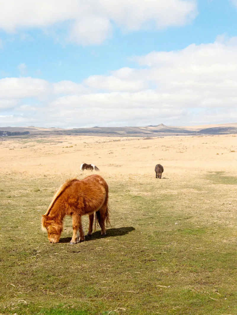 Dartmoor Horses shot on Kodak Portra 400 with a Zenza Bronica ETRSi, developed at Filmprocessing.co.uk, by keenfor35mm