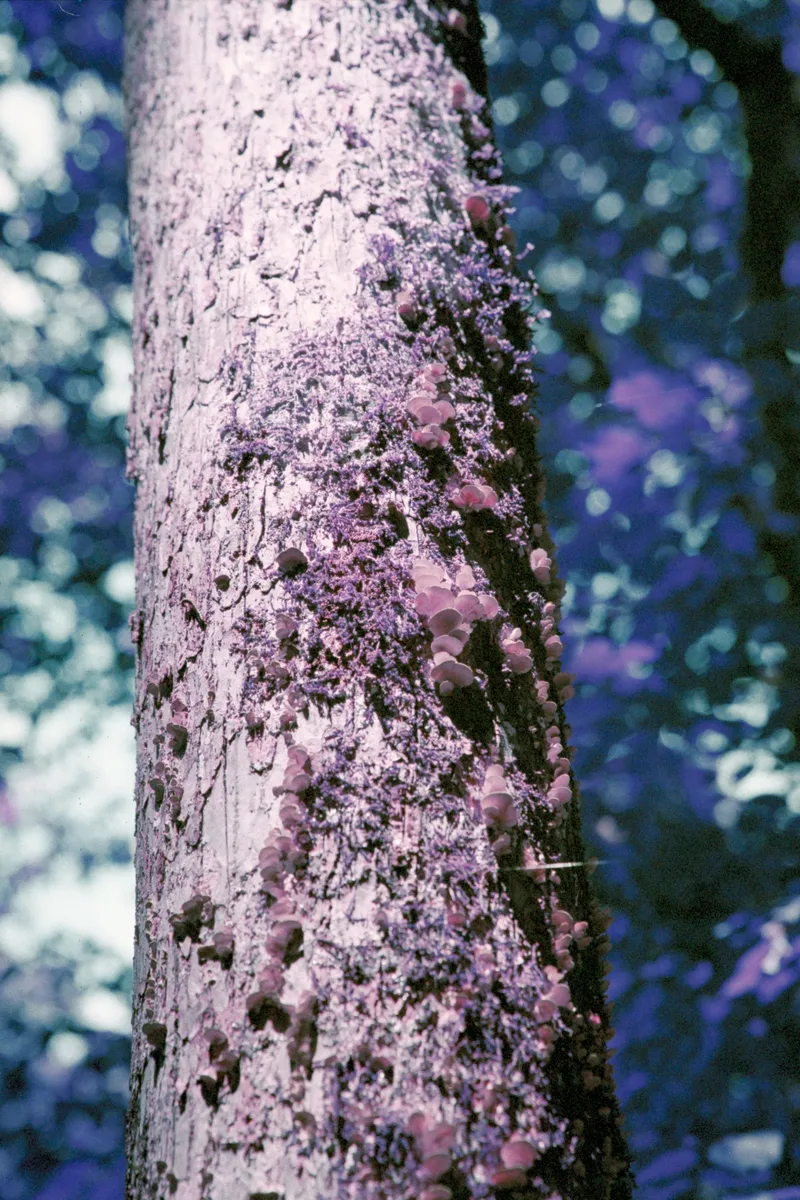 Mushrooms on a tree #1 shot on Lomography LomoChrome Purple 100 with a Minolta α7, developed at Southeastern Camera Carrboro, by Hunter