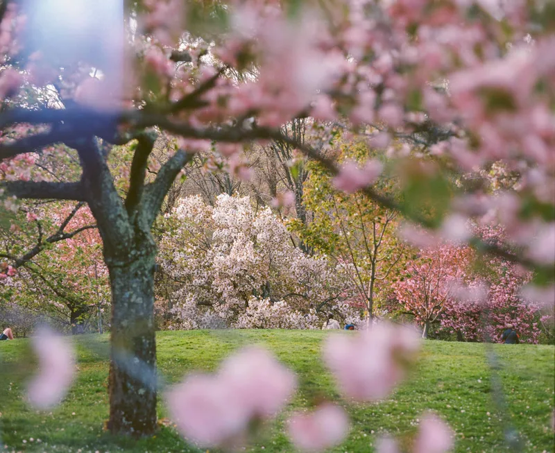 More spring scenes shot on Kodak Ektar 100 with a Mamiya RB67 Pro S, developed at 992 Photo Life, by Chris K.