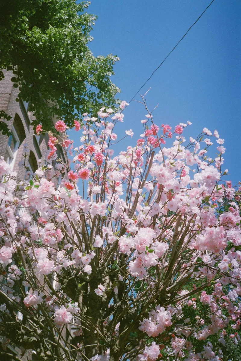 Spring shot on Reflx Lab 400 Daylight with a Olympus XA, developed at CameraNU Photoprint, by Alessio