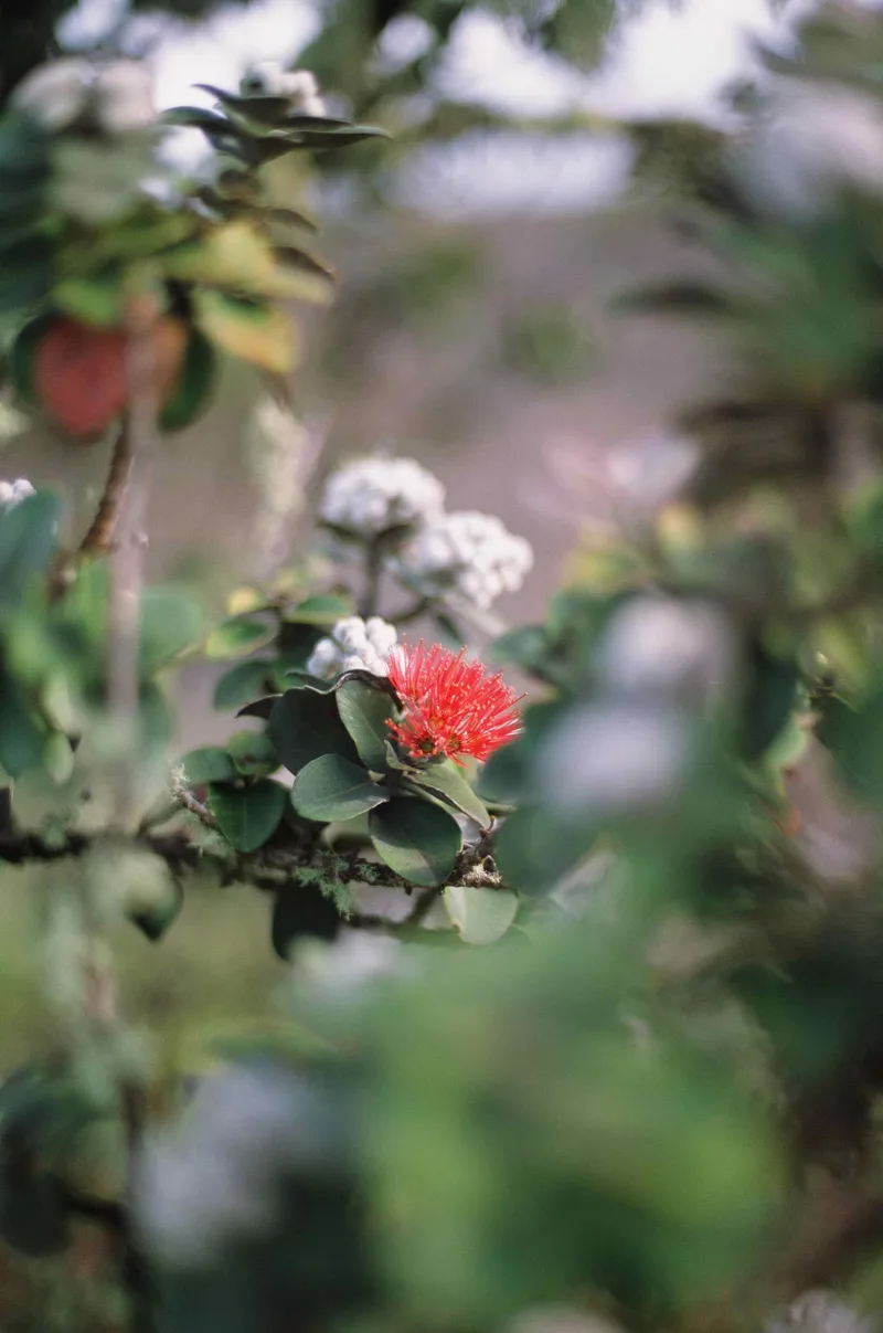 Hawaii shot on Fujifilm Provia 100F with a Nikon FM2, developed at Fromex, by Wade GG