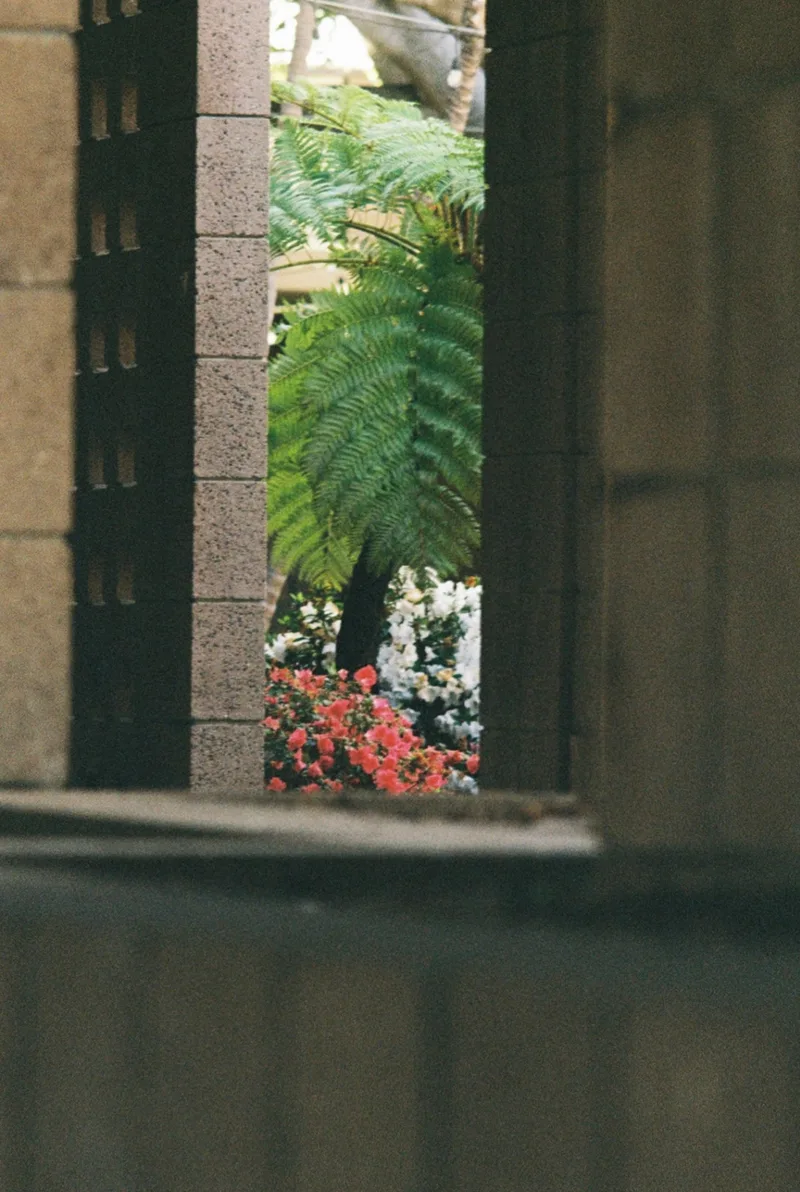 Flowers and Ferns shot on Kodak Gold 200 with a Nikon EM, by Merkonfilm