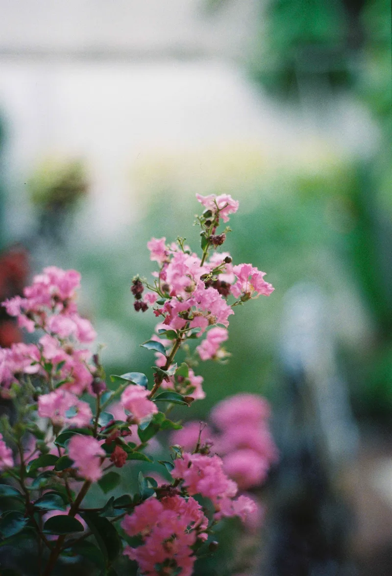 Untitled shot on Kodak UltraMax 400 with a Olympus OM-1, developed at LLab, by cac vu