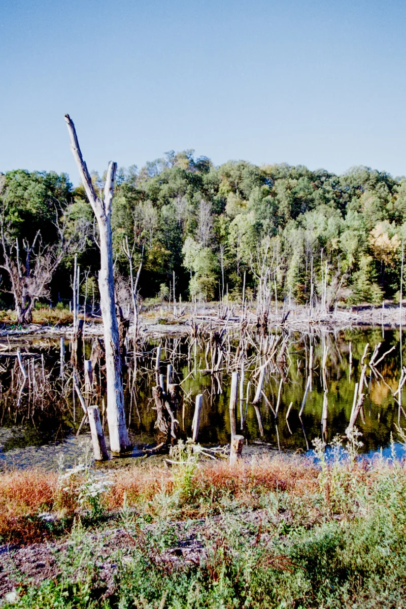 Film photo shot on Kodak Kodacolor 100 with a Canon EOS T2, developed at Unique Photo, by david