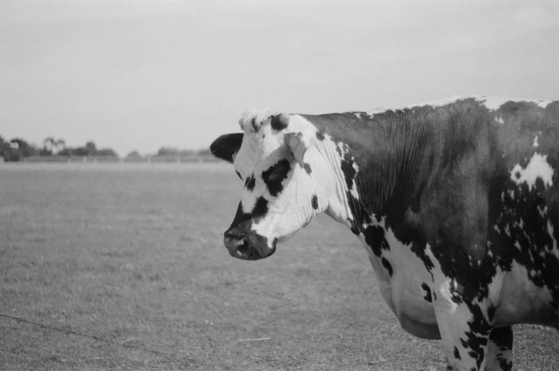 la vaaaaache shot on Svema Foto 200 with a Fujica AZ-1, developed at Reportage Image, by Eve