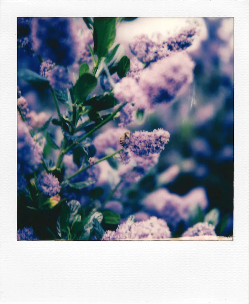 Bees shot on Polaroid SX-70 with a Polaroid SX-70 Sonar, by Jeremy Kruse