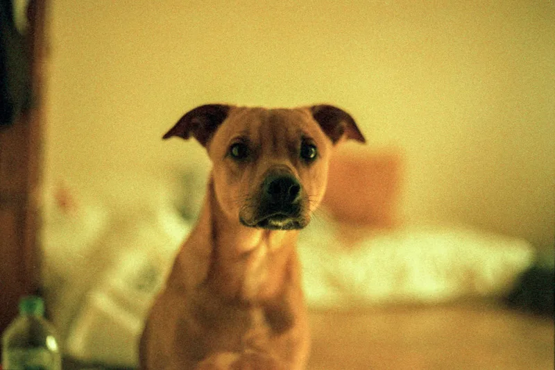 Dog shot on Rollei Crossbird 200 with a Nikon F4, by Sébastien JACOB