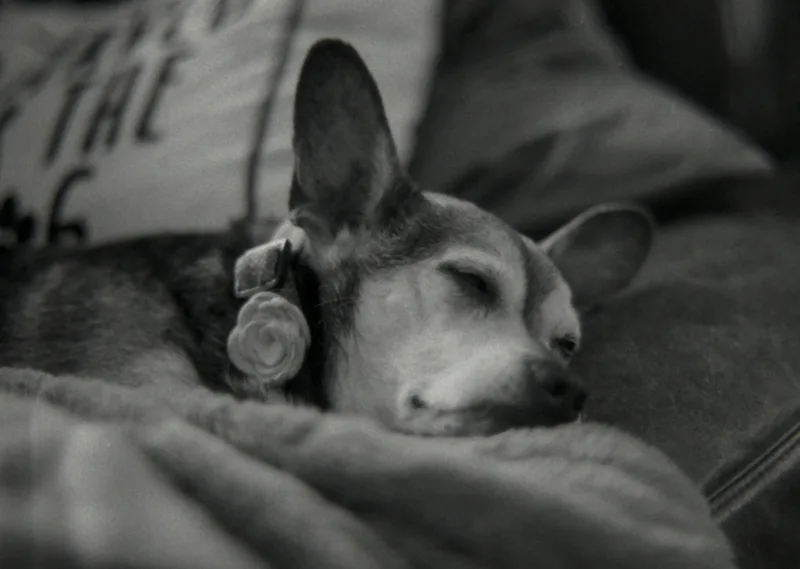 Sleepy Pup shot on Flic Film UltraPan 400 with a Minolta SR-T 101, developed at Home / Self-Developed, by Truckinwagen