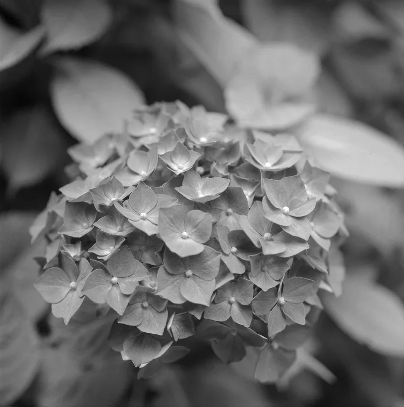 Hydrangea shot on Ilford Ortho Plus 80 with a Yashica Mat-124G, developed at Home / Self-Developed, by Joe Copley