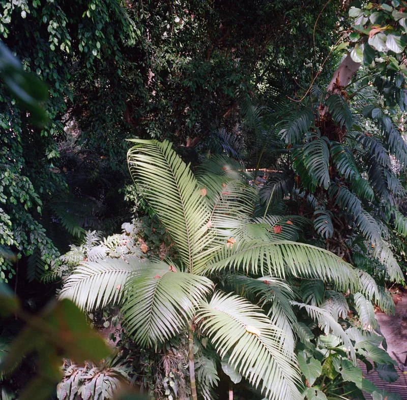 Film photo shot on Kodak Portra 400 with a Rolleicord III, developed at Nation Photo, by damiano