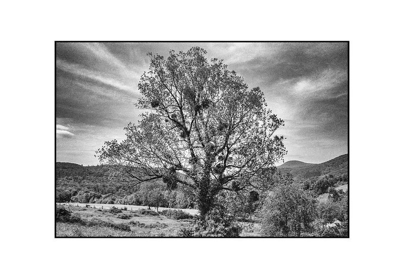 Mistletoe Tree shot on Kodak Pro T400CN with a Olympus Trip 35, by Christian