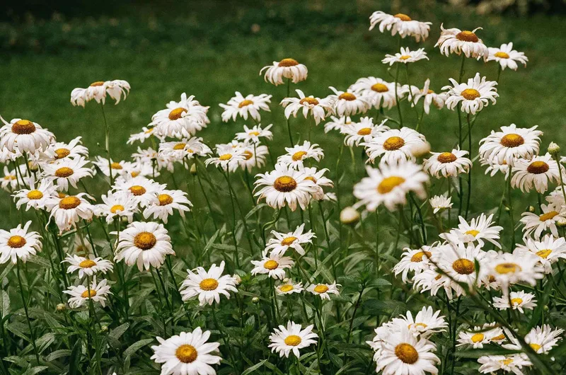 Daisies shot on Fujifilm FujiColor C200 with a Leica M6 TTL, developed at Camera Mall, by Christopher