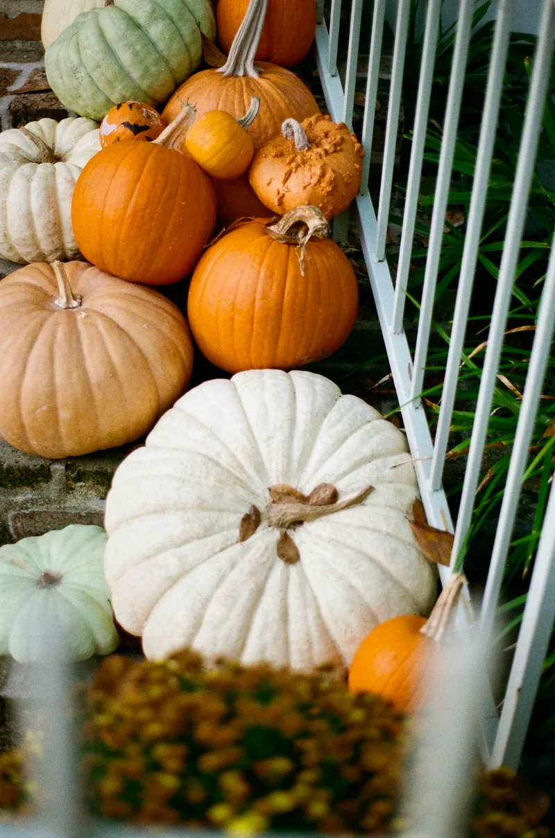Pumpkin spice shot on Kodak Gold 200 with a Olympus OM-1, developed at Taylor House Studios, by Ray