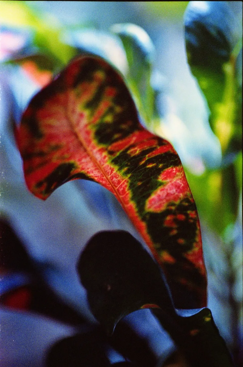 36 shot on Kodak Colorplus with a Nikon F100, developed at Abandoned Cameras, by EveryOnceInAWhile