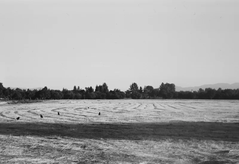 Balboa Bird Preserve shot on Kodak Tri-X 400 with a Voigtländer Bessa, by Joe