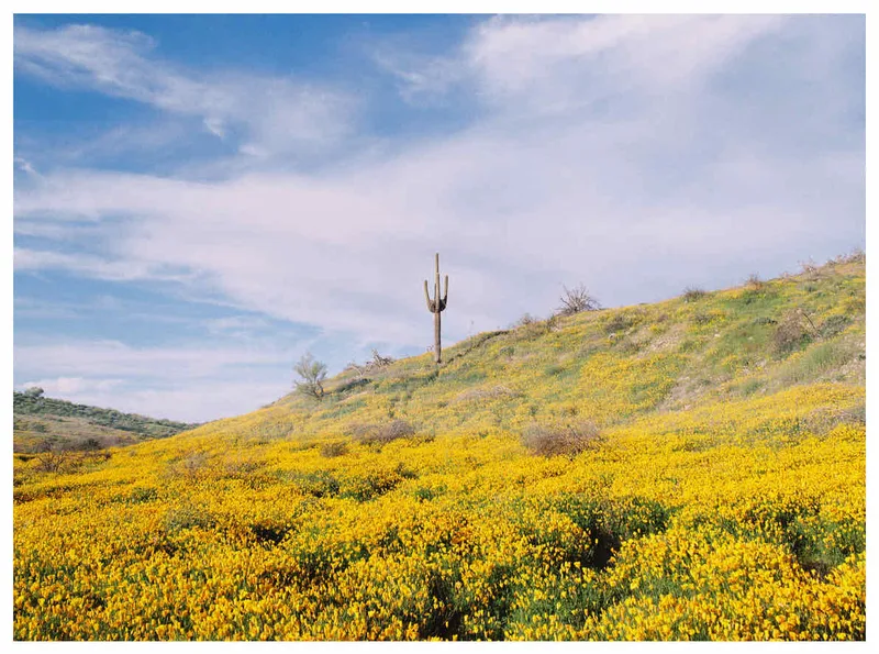 Sonoran Spring shot on Kodak Gold 200 with a Zenza Bronica ETRSi, developed at Wilson Camera, by Trevor McGoldrick