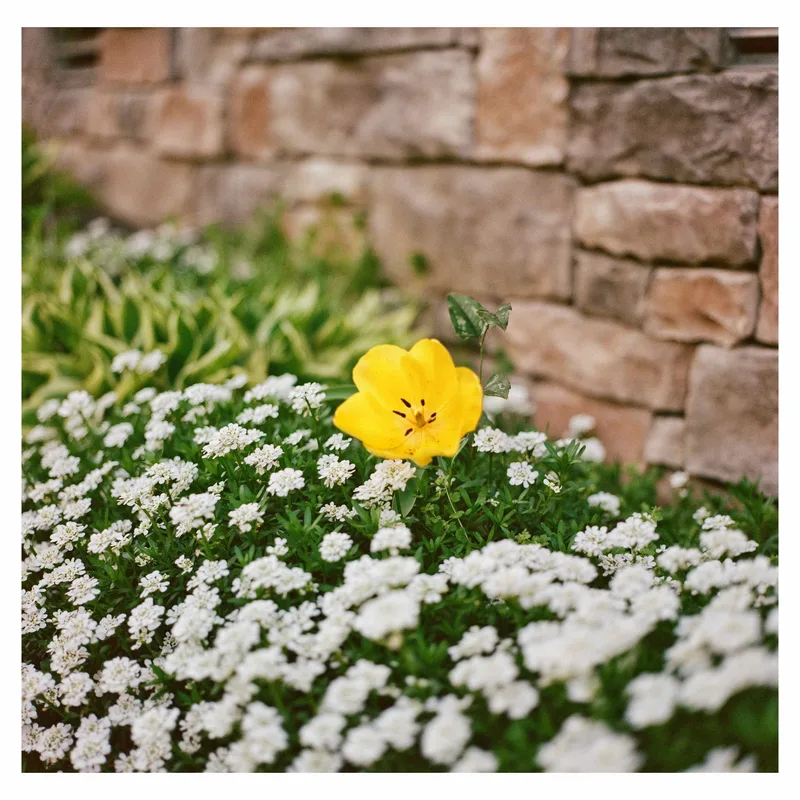 Film photo shot on Kodak Portra 400 with a Rolleiflex 6008 Integral, developed at Boutique Film Lab, by Cory Bosworth