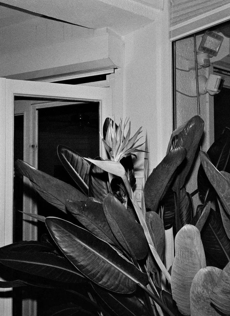 Bird of Paradise shot on Agfa APX 100 with a Olympus Pen EE-2, developed at Home / Self-Developed, by Chillsburg