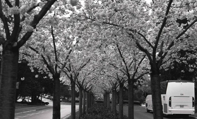 Cherry Blossom shot on Ilford HP5 Plus 400 with a Minolta XE-7, by Hamoodi