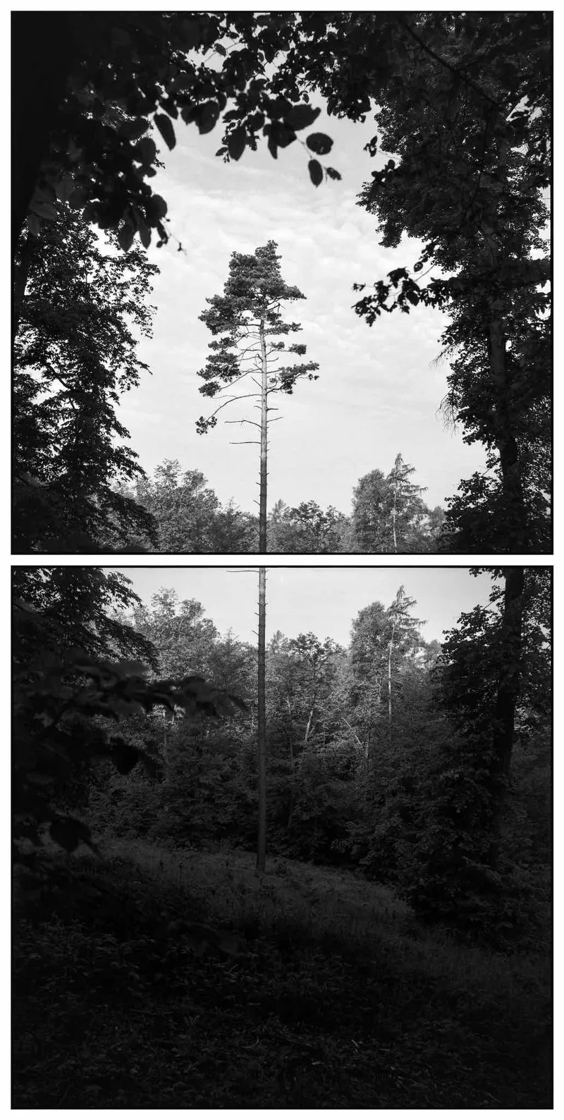 Film photo shot on Ilford FP4 Plus 125 with a Meopta FlexaretIV, developed at Home / Self-Developed, by Petr Lindner