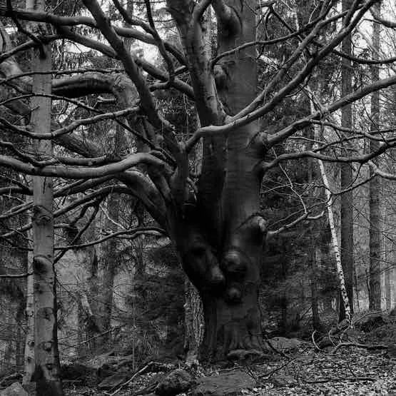Witch Tree shot on Foma Fomapan 100 Classic with a Fuji STX-2, by rafaln70
